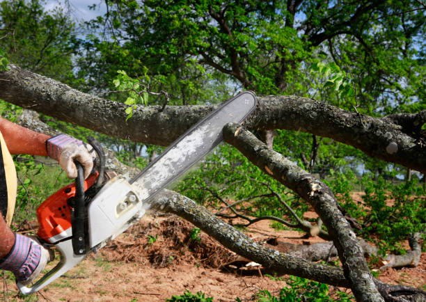 Best Tree Maintenance Programs  in Waupun, WI